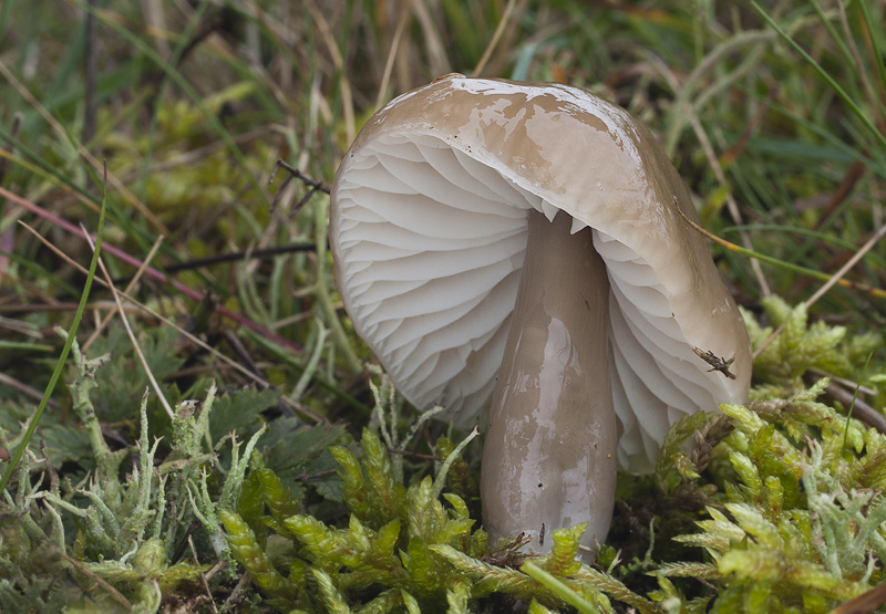 Hygrocybe irrigata